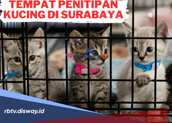 Rekomendasi Tempat Penitipan Kucing di Surabaya, Pilihan Tepat dan Dapat Dipercaya