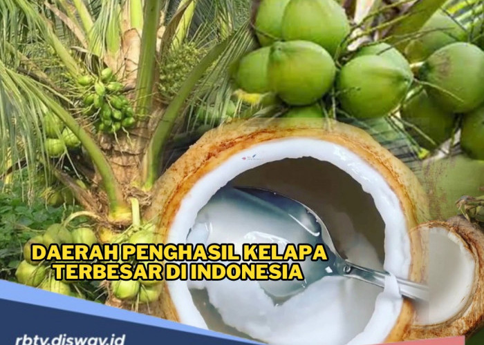 Keren! Ini 10 Provinsi Penghasil Kelapa Terbesar di Indonesia, No 1 Tembus 406,9 Ribu Ton per Tahun