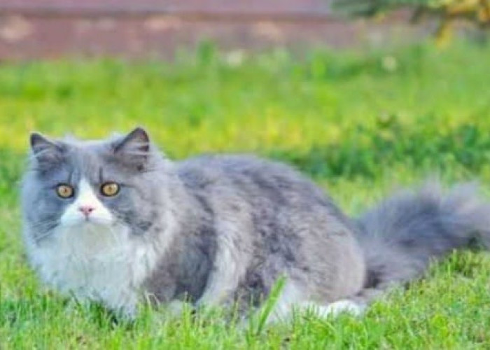Kucing di Rumah Anda sering Memberi Tanda Rezeki Bakal Datang, Berikut 8 Tandanya
