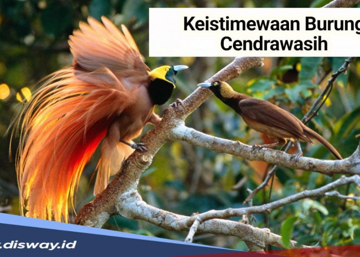 Ini 5 Keistimewaan Burung Cendrawasih, Salah Satunya Penjaga Kelestarian Tanah Papua