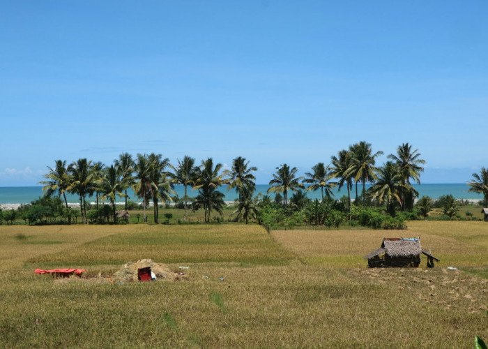 Bengkulu Selatan akan Terima 10 Ribu Bibit Kelapa Dalam, Bisa Ditanam di Pekarangan Rumah