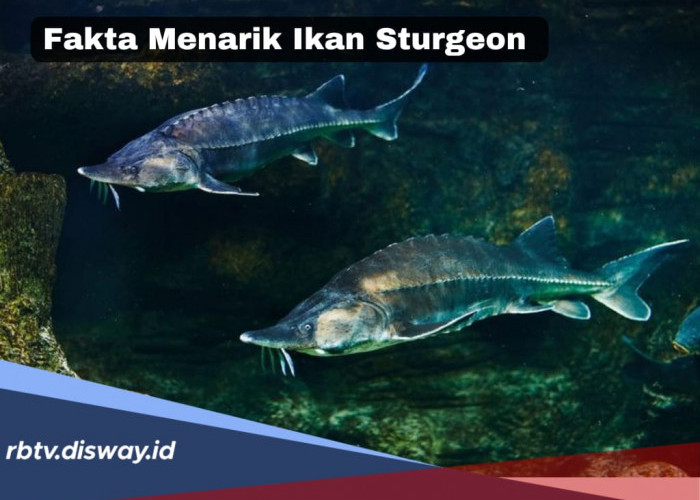 Menilik 6 Fakta Menarik Sturgeon, Ikan Purba yang Punya Harga Selangit