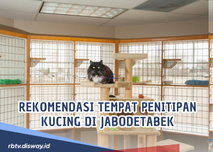 Lebaran Sebentar Lagi, Bagi yang Mau Mudik, Ini Rekomendasi Tempat Penitipan Kucing di Jabodetabek