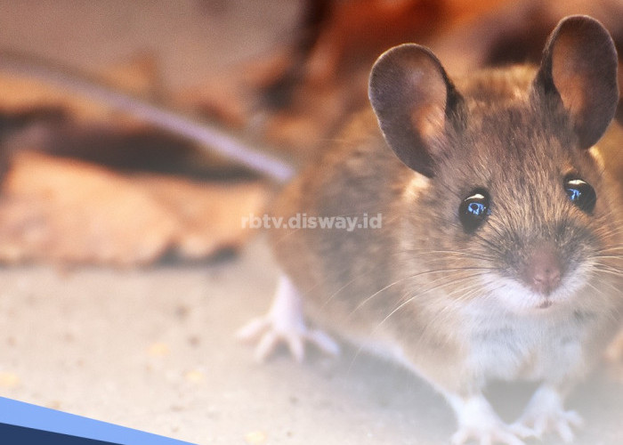 Kabel di Rumah Rusak Gara-gara Tikus, Ini Caranya agar Kabel Terlindung dari Gigitan Tikus