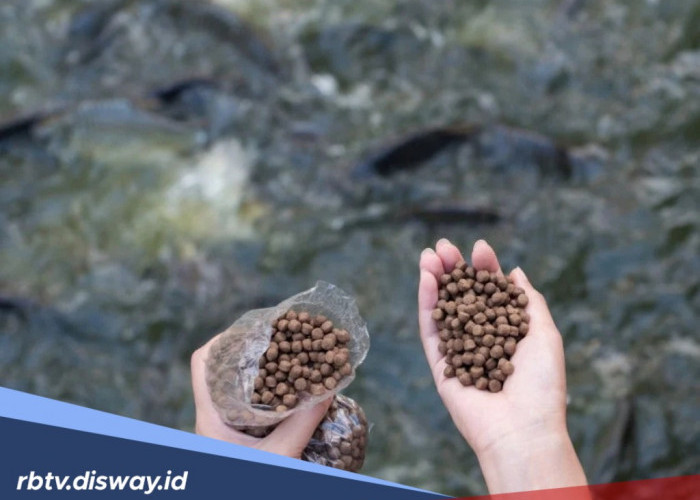 Ingin Ikan Lele Cepat Besar dan Cepat Panen? Lakukan 5 Tips Jitu Pemberian Pakan Ini