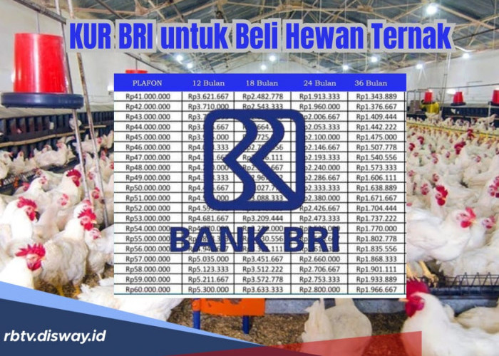 Pinjam KUR BRI 2025 Rp25 Juta untuk Beli Hewan Ternak, Lihat Syarat dan Cara Pengajuannya