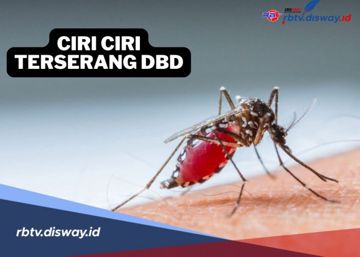 Bisa Mengancam Nyawa, Ini Ciri-ciri Terserang DBD, Waspadai Bahayanya