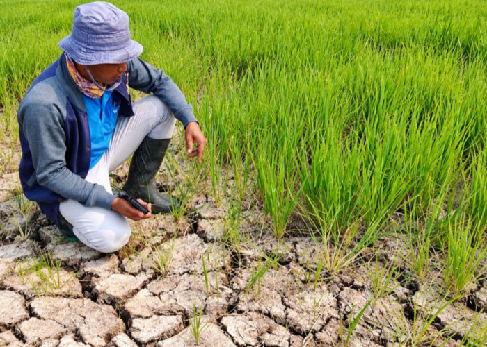 BMKG Ungkap Wilayah Berstatus Siaga Kekeringan Meteorologis, Daerah Mana Saja?