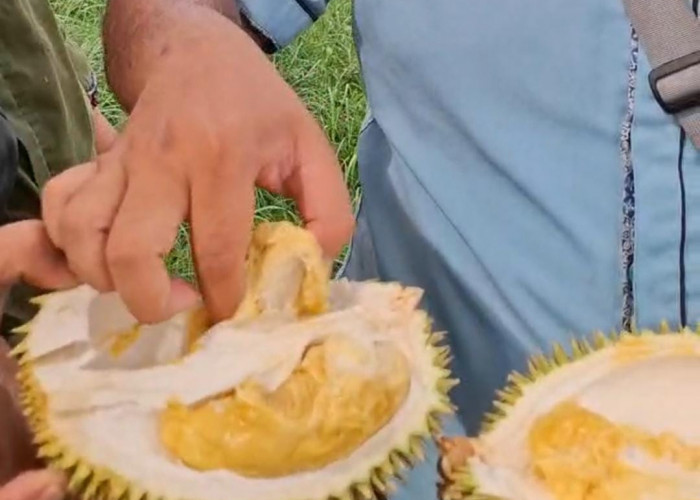 Ada Seribu Durian Gratis Di Rejang Lebong, Catat Tanggalnya 