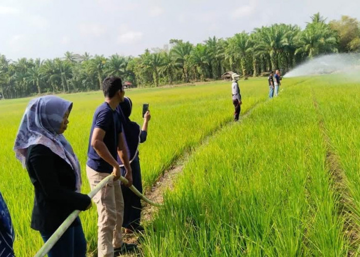 Distan Bengkulu Selatan Pusing, Target Surplus Beras, Tapi Anggaran Pengadaan Benih Minim