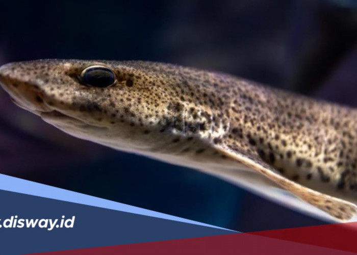 Mitos Ikan Sidat: Dari Cerita Mistis hingga Penjaga Alam