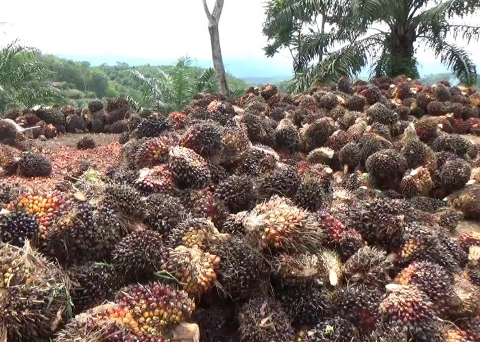 Update Harga TBS Sawit Tingkat Pabrik di Bengkulu Utara, Terus Turun