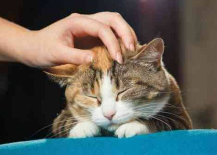 Bisa Menurunkan Stres dan Hipertensi, Ini 7 Manfaat Dengkuran Kucing Untuk Kesehatan