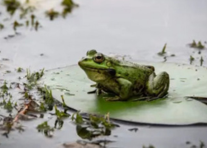 Warga Brazil Dihujani Katak, tapi Bagaimana Cara Mengusirnya?