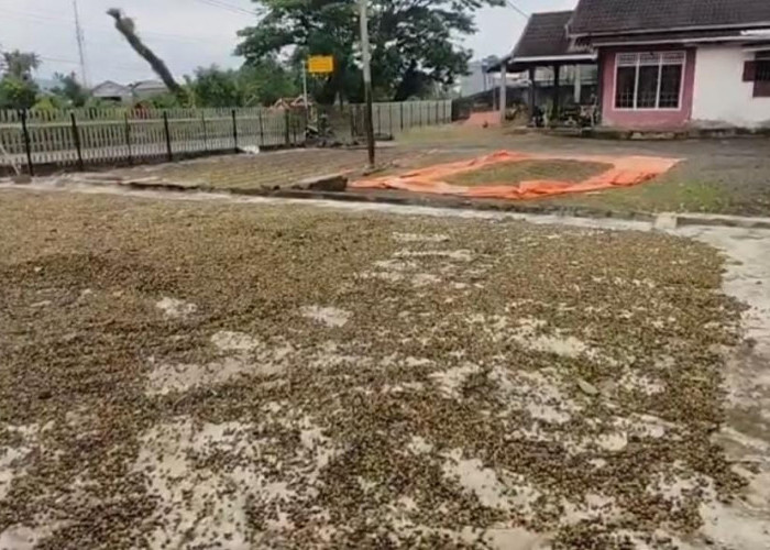 Baru 3 Proposal, Bantuan Bibit Kopi dan Kelapa di Bengkulu Tengah Minim Peminat