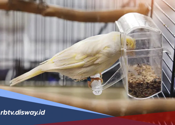 Waktu Terbaik Memberi Makan Burung agar Tetap Sehat dan Aktif
