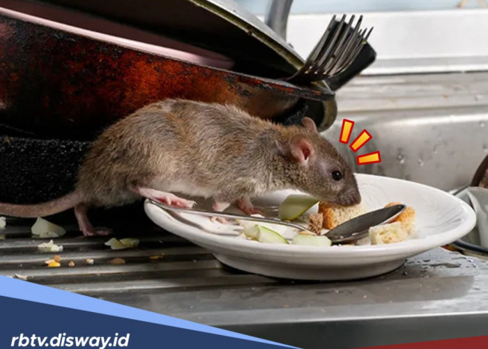 Cara Ampuh Usir Tikus dari Rumah Secara Alami dan Tidak Balik Lagi