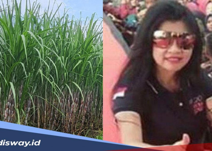 Profil Ny Lee atau Purwanti Lee, Pemilik Kebun Tebu di Lampung yang Lahannya Seluas Singapura
