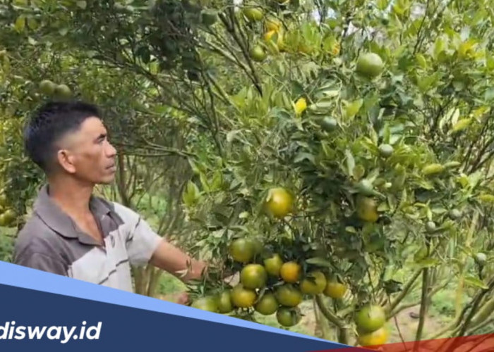 Harga Anjlok, Petani Jeruk di Rejang Lebong Bertahap Ganti Tanaman