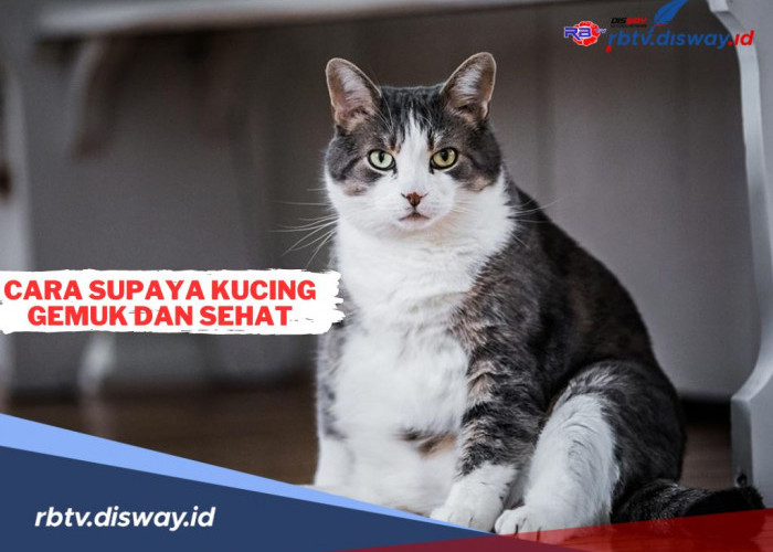 7 Cara Menggemukkan Kucing yang Cepat dan Sehat, Buktikan Sendiri