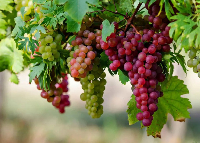 Cukup di dalam pot, tanaman anggur bisa hidup