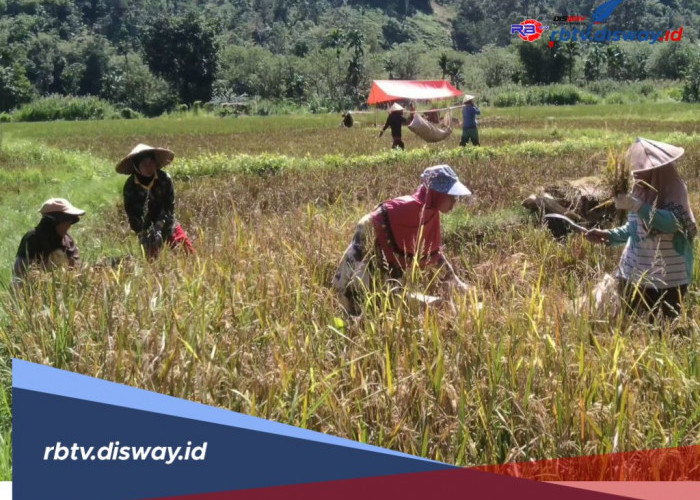 Jumlah Pengangguran di Lebong Naik Jadi 3,16 Persen, BPS Sebut Hal Ini Penyebabnya