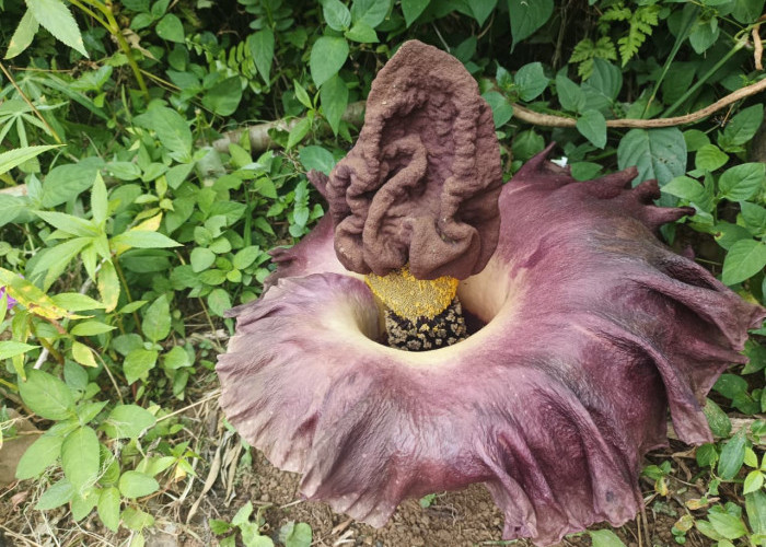 Bunga Suweg Mekar di Pekarangan Warga Kemumu, Bau Menyengat Bikin Heboh