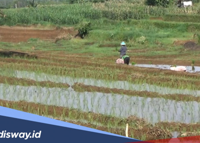 Program Cetak Sawah di Pulau Enggano Sudah Disetujui 630 Ha, Masih Bisa Bertambah 200 Ha
