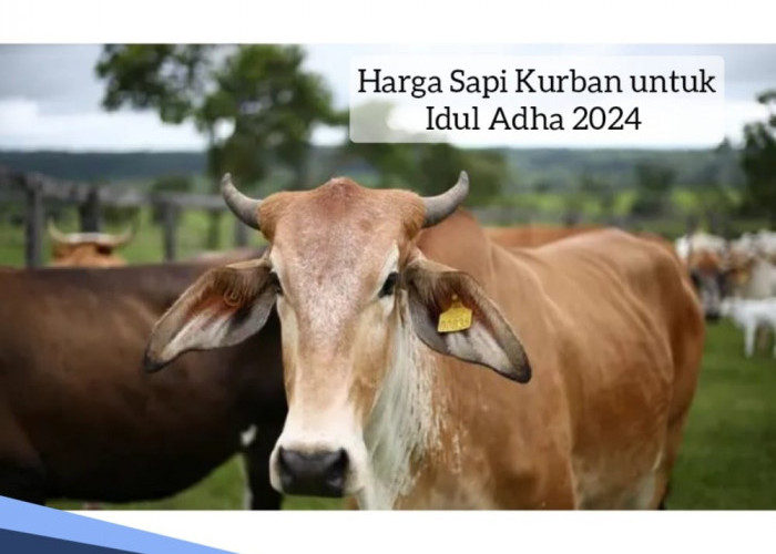 Siap Berkurban? Ini Daftar Harga Sapi Kurban untuk Idul Adha 2024, Cek Dulu