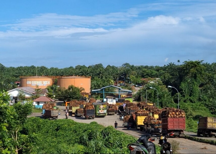 Harga TBS Kelapa Sawit Tingkat Pabrik di Kabupaten Mukomuko Hari Ini