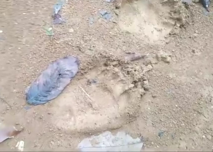 Hewan Buas Mengamuk, 5 Pondok Petani Kopi Rusak, Sekitar Lokasi Banyak Jejak 