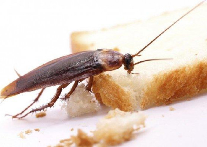 Kecoa Tiba-tiba Jatuh di Muka Pertanda Apa? Ini Menurut Primbon Jawa