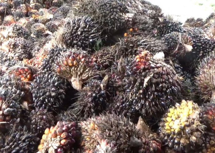 Update Harga TBS Tiap Pabrik di Bengkulu Utara, Ada yang Kurang dari Rp 3 Ribu