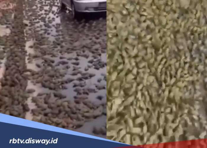 Bukan AI, Fenomena Aneh Hujan Katak di Brazil Ini Benar Ada, Begini Penjelasannya