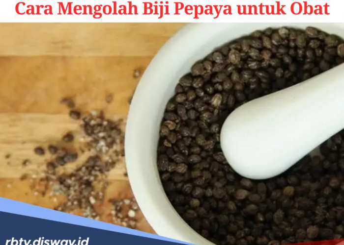 Cara Mengonsumsi Biji Pepaya agar Dapat Khasiatnya, Efektif dan Aman Dikonsumsi