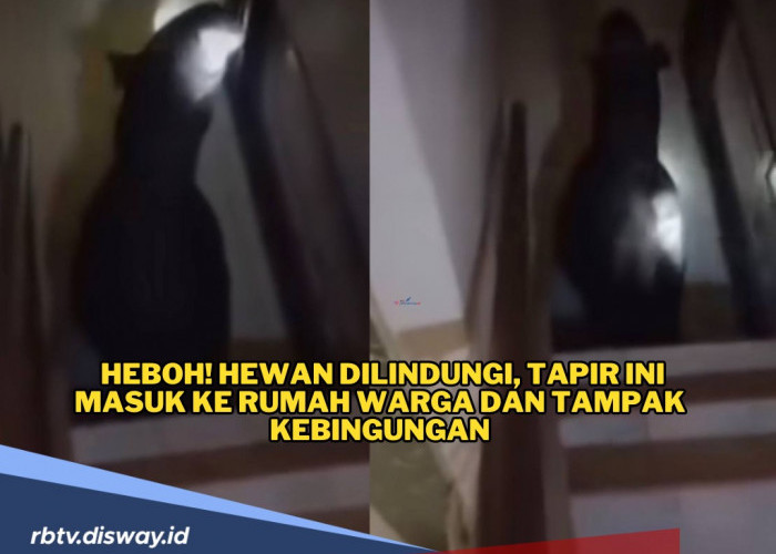 Heboh! Satwa Dilindungi Masuk ke Rumah Warga, Pemilik Rumah Kebingungan