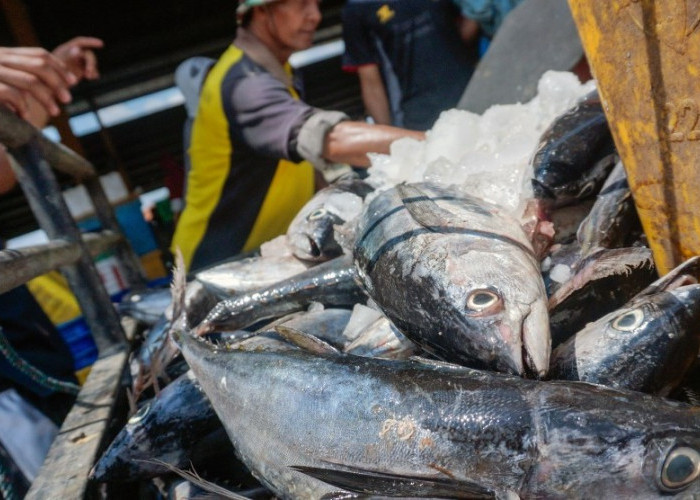 Ikan-ikan Ini Beracun, Jangan Dibeli Apalagi Dimakan, Ikan Tongkol juga Bisa Membuat Keracunan 