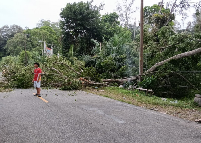 Kejadian di Perbatasan Mukomuko–Bengkulu Utara, Pohon Tumbang Hantam Kabel PLN