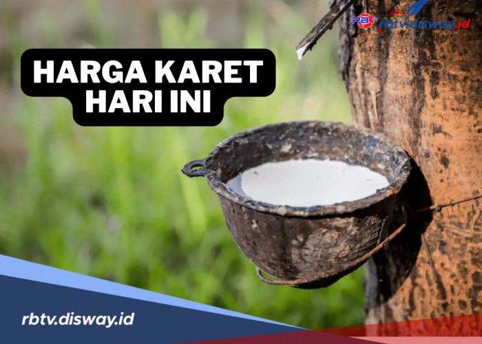 Harga Karet Anjlok! Petani Menjerit, Segini Harga Terbarunya Hari Ini