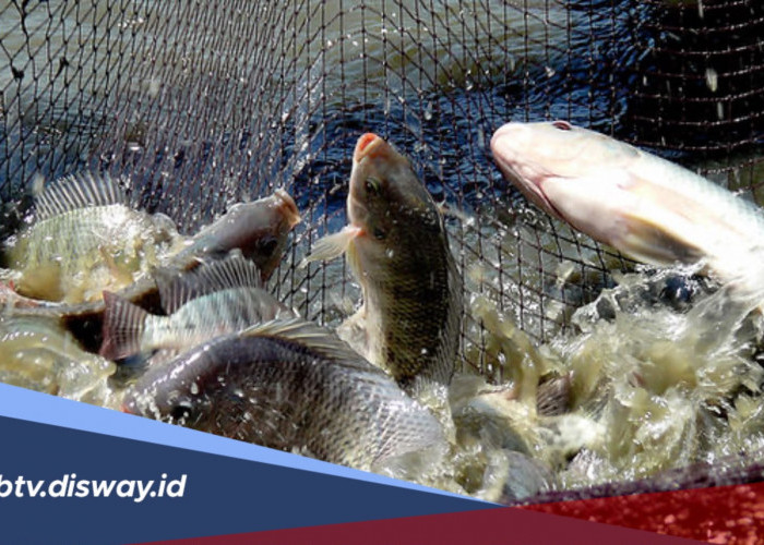 Penyebab Kematian Massal Ikan Nila yang Wajib Diwaspadai Pembudidaya
