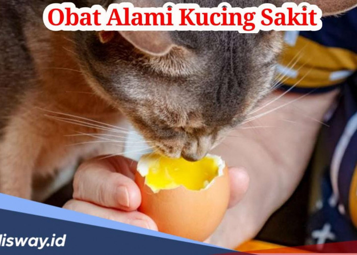 Jangan Bingung, Ini 5 Obat Alami untuk Kucing yang Sakit agar Tidak Semakin Parah