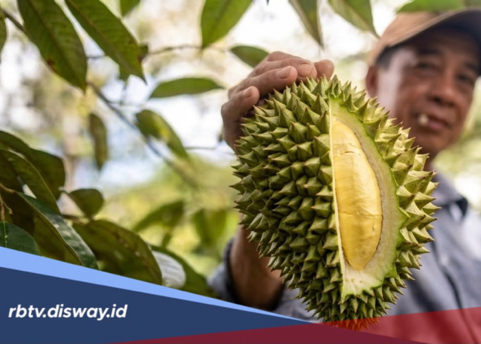 Jenis Pupuk dan Perawatan Tanaman Durian agar Tumbuh Subur dan Cepat Berbuah