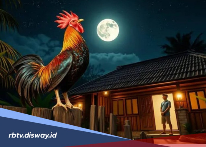 Pertanda Apa Jika Ayam Berkokok Malam Hari di Jam 11 Malam Menurut Primbon Jawa