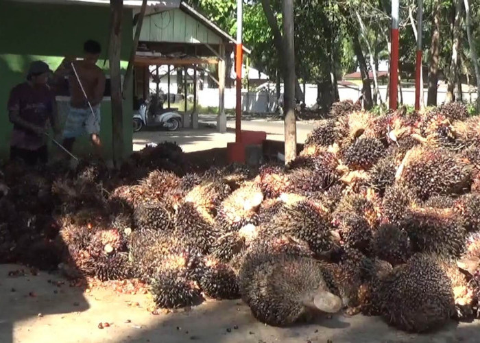 Update Harga TBS Kelapa Sawit di Bengkulu Utara Pekan Terakhir Juni 2025