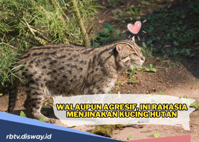 10 Cara Menjinakan Kucing Hutan dengan Cepat, Nomor 1 Paling Penting