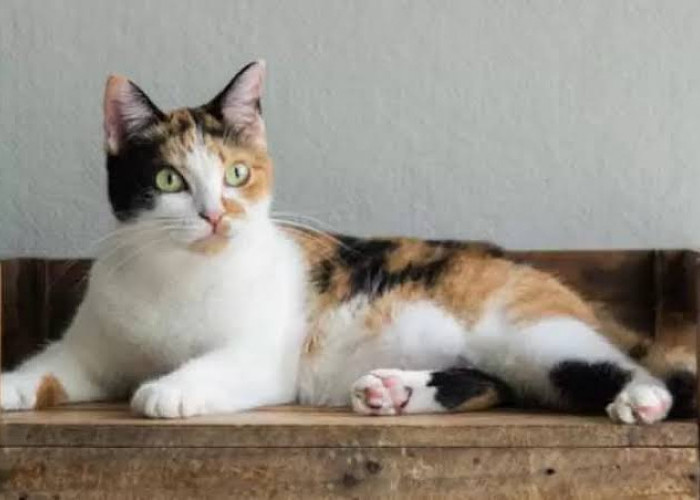 Didominasi Kucing Betina dan Umur Panjang, Simak Fakta dan Mitos Tentang Kucing Belang Tiga