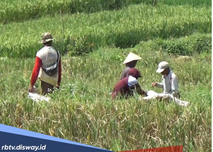 Bengkulu Utara Dapat Penambahan Pupuk Subsidi, 61 Ton Urea dan 100 Ton Npk, Penyaluran Diperketat