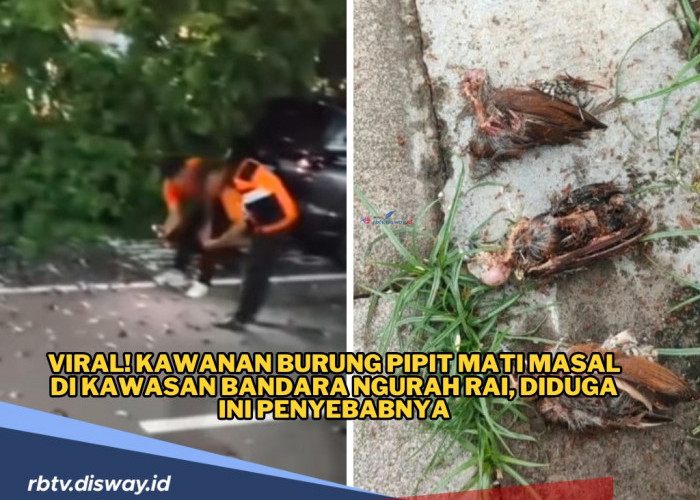 Aneh, Ratusan Burung Pipit Mati Masal Mendadak di Sekitar Bandara Ngurah Rai