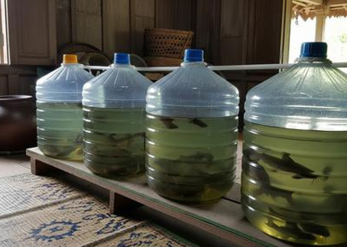 Cara Budidaya Ikan Lele Pakai Galon, Menguntungkan dan Mudah Dijalankan