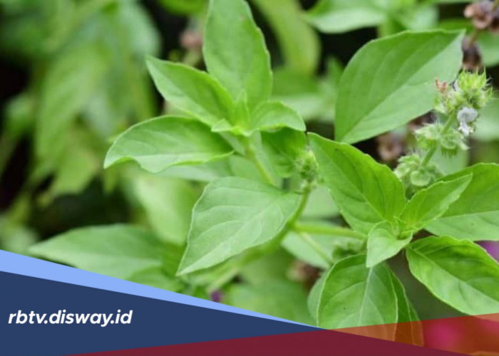Ternyata Ini Rahasia Kecantikan dari Daun Kemangi, Cantik Lebih Alami dan Sehat